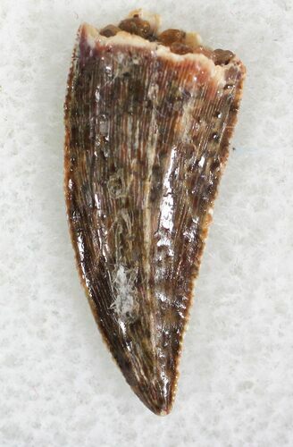 Serrated Raptor Tooth From Morocco - #22990